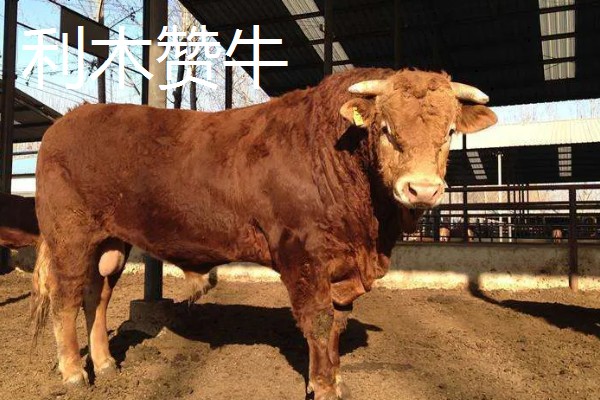 300多斤的牛犊一年能长多大,不同品种的生长速度有区别
