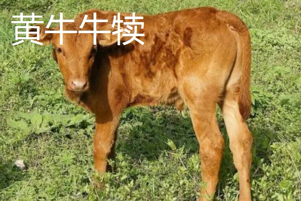 300多斤的牛犊一年能长多大,不同品种的生长速度有区别