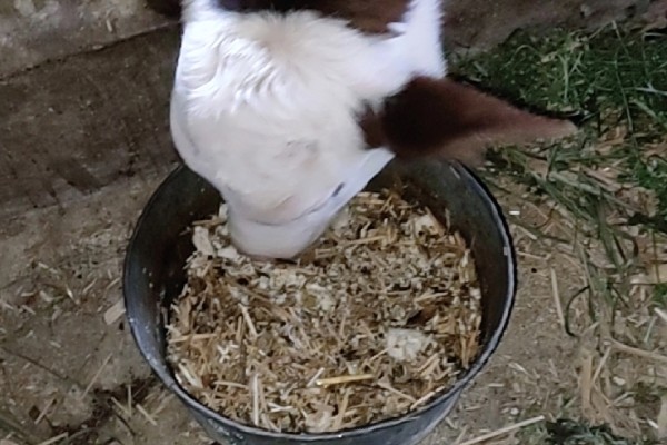 300多斤的牛犊一年能长多大,不同品种的生长速度有区别