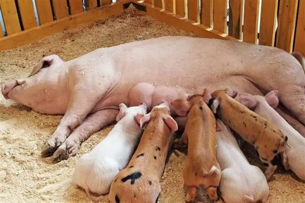 母猪咬猪仔的原因,可能是患有乳房炎、受到惊吓等因素造成