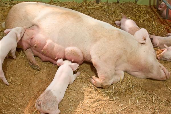 母猪咬猪仔的原因,可能是患有乳房炎、受到惊吓等因素造成
