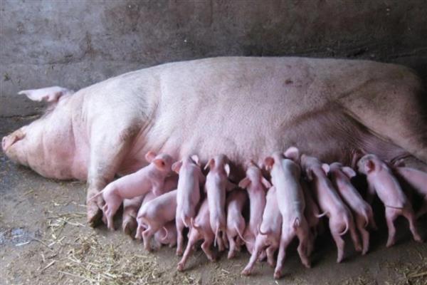 母猪咬猪仔的原因,可能是患有乳房炎、受到惊吓等因素造成