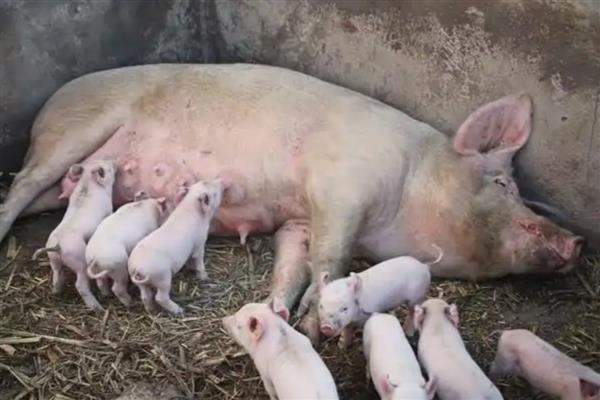 母猪咬猪仔的原因,可能是患有乳房炎、受到惊吓等因素造成