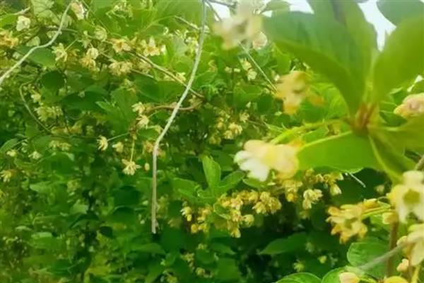 五味子开花期可以打药吗，五味子开花期不可打药