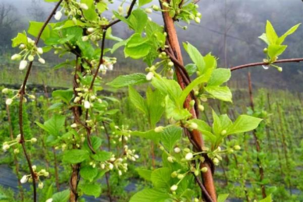 五味子开花期可以打药吗，五味子开花期不可打药