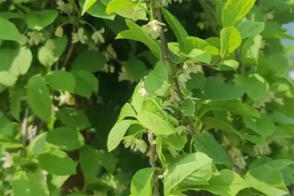 五味子开花期可以打药吗，五味子开花期不可打药