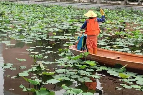 荷花烂根的原因，施肥不当、水质不洁等因素都会引起
