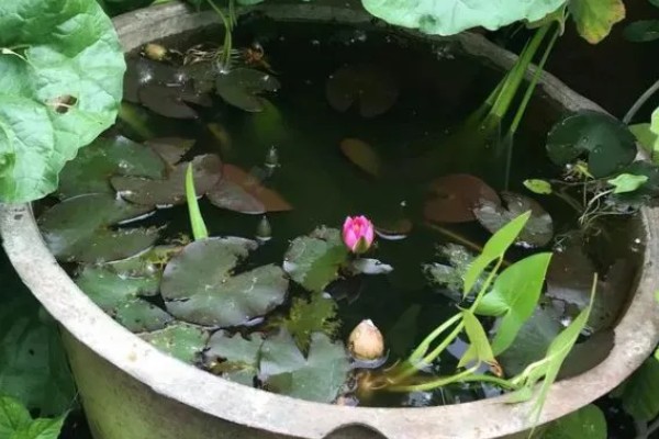 荷花烂根的原因，施肥不当、水质不洁等因素都会引起