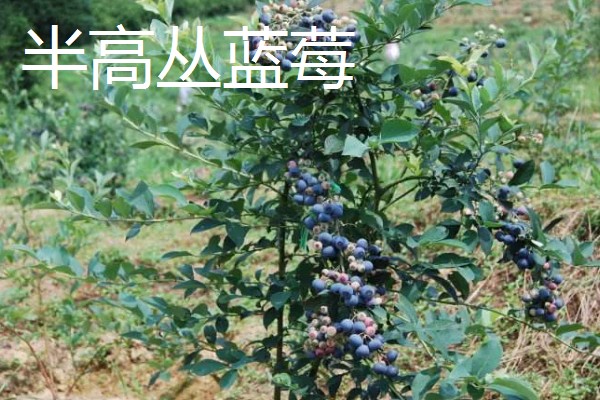 蓝莓的品种，主要分为矮丛、半高丛、高丛和兔眼蓝莓
