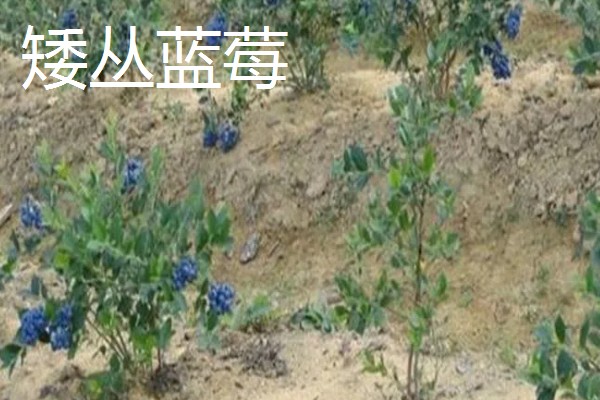 蓝莓的品种，主要分为矮丛、半高丛、高丛和兔眼蓝莓