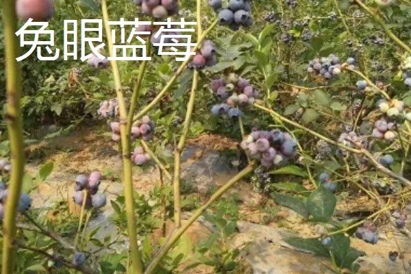 蓝莓的品种，主要分为矮丛、半高丛、高丛和兔眼蓝莓