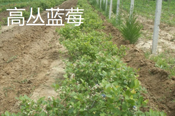 蓝莓的品种，主要分为矮丛、半高丛、高丛和兔眼蓝莓