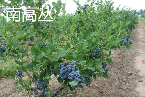 蓝莓的品种，主要分为矮丛、半高丛、高丛和兔眼蓝莓