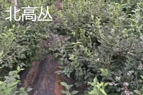 蓝莓的品种，主要分为矮丛、半高丛、高丛和兔眼蓝莓