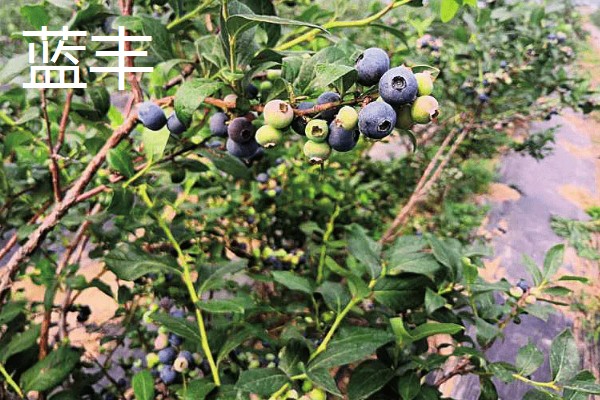蓝莓的品种，主要分为矮丛、半高丛、高丛和兔眼蓝莓