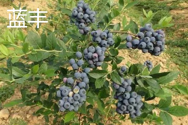 蓝莓的品种，主要分为矮丛、半高丛、高丛和兔眼蓝莓