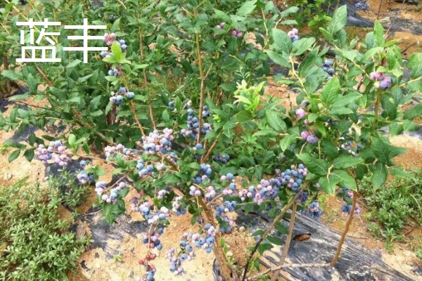 蓝莓的品种，主要分为矮丛、半高丛、高丛和兔眼蓝莓
