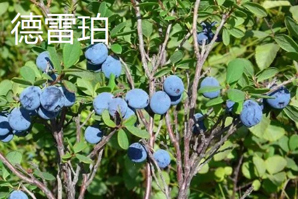 蓝莓的品种，主要分为矮丛、半高丛、高丛和兔眼蓝莓