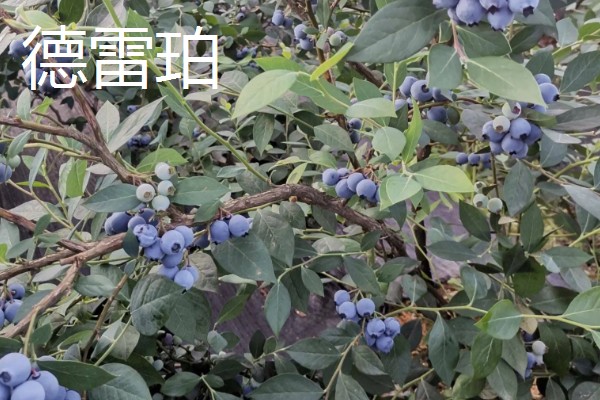 蓝莓的品种，主要分为矮丛、半高丛、高丛和兔眼蓝莓