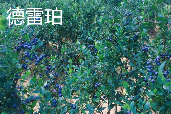 蓝莓的品种，主要分为矮丛、半高丛、高丛和兔眼蓝莓