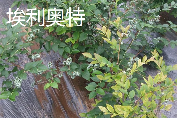 蓝莓的品种，主要分为矮丛、半高丛、高丛和兔眼蓝莓