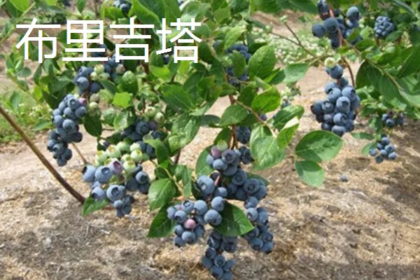 蓝莓的品种，主要分为矮丛、半高丛、高丛和兔眼蓝莓