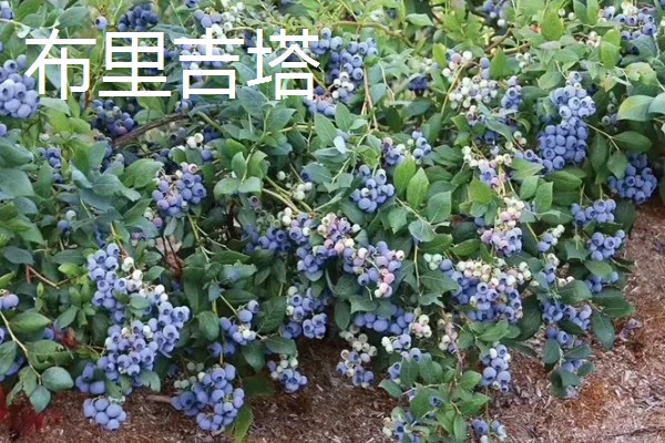 蓝莓的品种，主要分为矮丛、半高丛、高丛和兔眼蓝莓