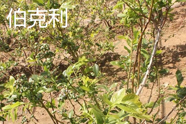 蓝莓的品种，主要分为矮丛、半高丛、高丛和兔眼蓝莓