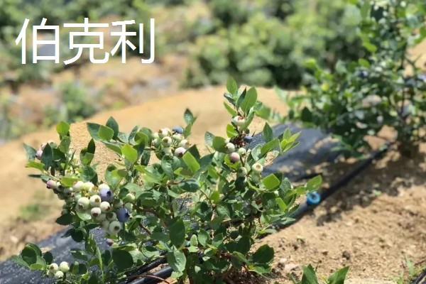 蓝莓的品种，主要分为矮丛、半高丛、高丛和兔眼蓝莓