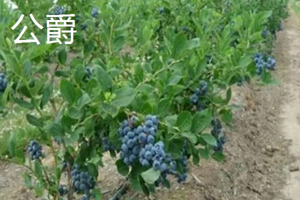 蓝莓的品种，主要分为矮丛、半高丛、高丛和兔眼蓝莓