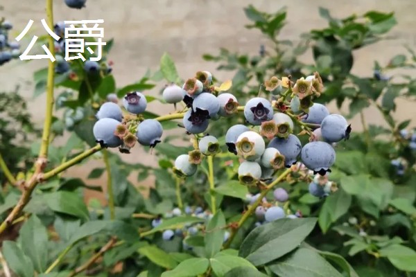 蓝莓的品种，主要分为矮丛、半高丛、高丛和兔眼蓝莓