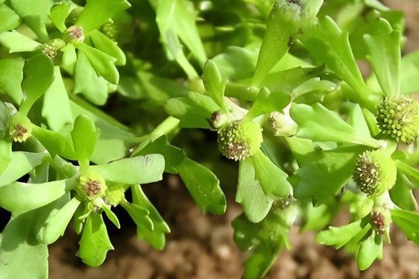 鹅不食草的其它叫法，具有通天窍、雾水沙等多种别称