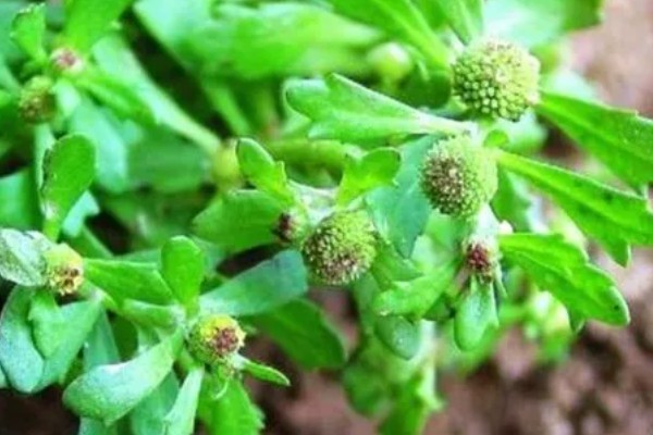 鹅不食草的其它叫法，具有通天窍、雾水沙等多种别称