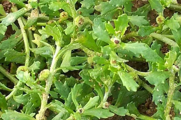 鹅不食草的其它叫法，具有通天窍、雾水沙等多种别称