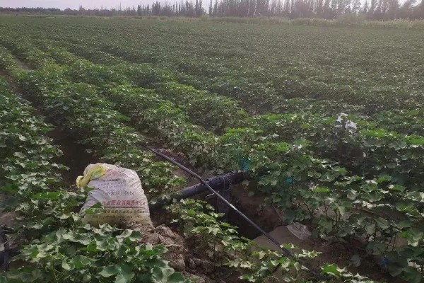 棉花播种后的常见问题,会出现墒情不足、播后遇雨等