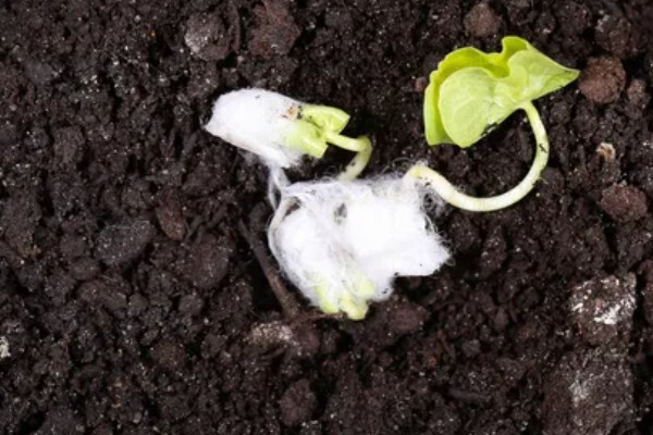 棉花播种后的常见问题,会出现墒情不足、播后遇雨等