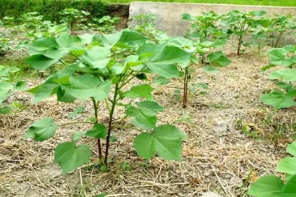 棉花播种后的常见问题,会出现墒情不足、播后遇雨等