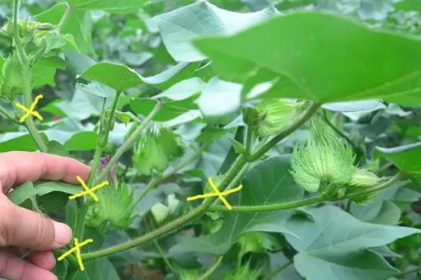 棉花播种后的常见问题,会出现墒情不足、播后遇雨等