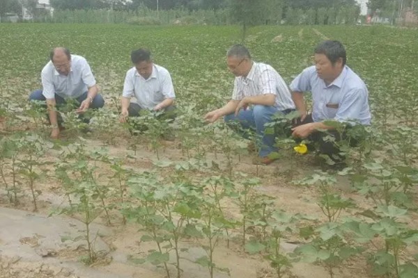棉花播种后的常见问题,会出现墒情不足、播后遇雨等