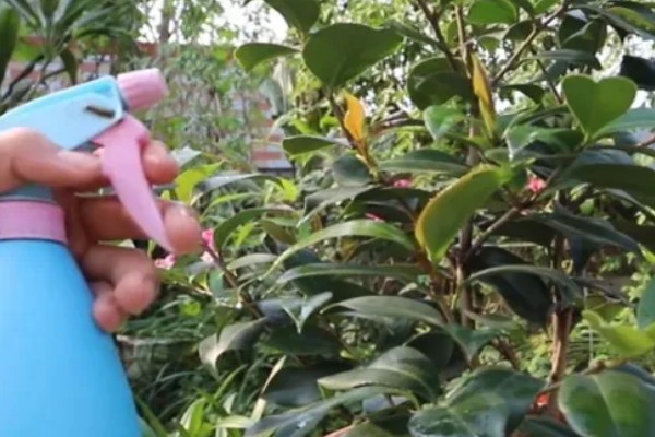 茶花秋季的养护方法,要采取控水措施