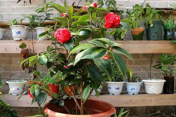 茶花秋季的养护方法,要采取控水措施