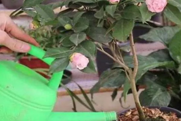 茶花秋季的养护方法,要采取控水措施