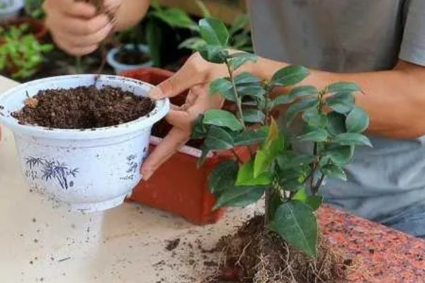 茶花秋季的养护方法,要采取控水措施