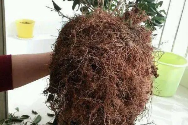 茶花秋季的养护方法,要采取控水措施