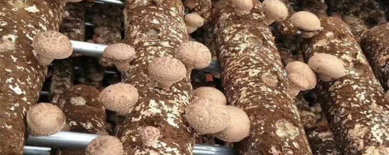 大棚香菇如何种植，首先进行菌袋制作