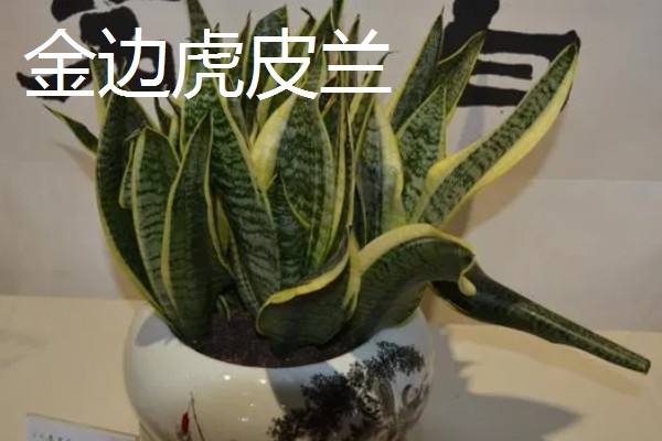 虎皮兰的种类,常见的有金边虎皮兰、白玉虎皮兰等