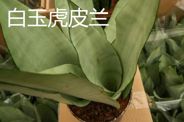 虎皮兰的种类,常见的有金边虎皮兰、白玉虎皮兰等