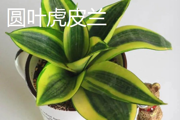 虎皮兰的种类,常见的有金边虎皮兰、白玉虎皮兰等