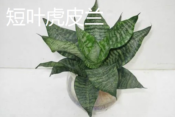 虎皮兰的种类,常见的有金边虎皮兰、白玉虎皮兰等