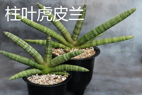 虎皮兰的种类,常见的有金边虎皮兰、白玉虎皮兰等